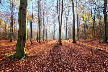 Fototapeta premium Morning in the forest