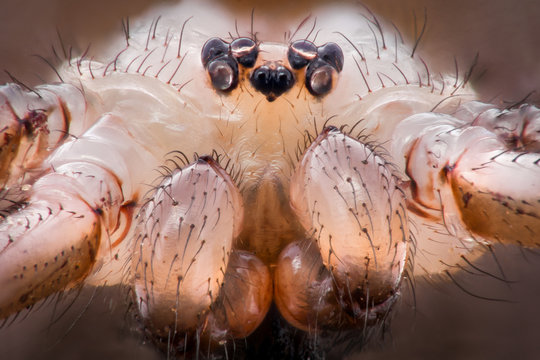 Extreme magnification - Pholcidae, Pholcoidea (Daddy Long Legs)