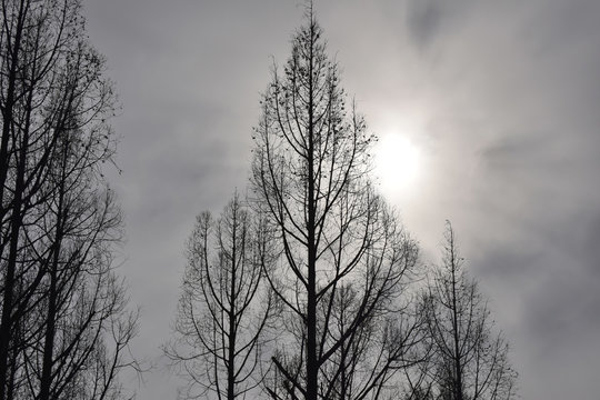 冬の木立