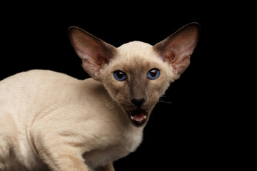 Close-up Peterbald kitty siamese coat with blue eyes, big ears sitting and meowing on isolated black background, side view