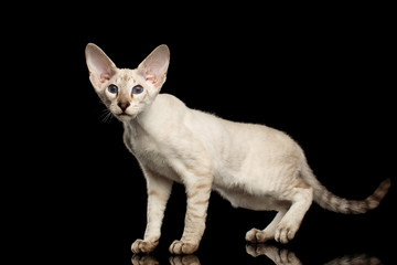 Peterbald kitty silver color with blue eyes, big ears standing and looking for, isolated black background with reflection, side view