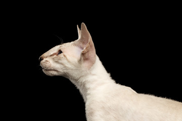 Closeup Peterbald kitty silver color with blue eyes, big ears and looking left, isolated black background with reflection, profile view