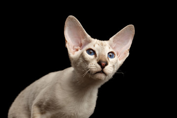 Closeup Peterbald kitty silver color with blue eyes, big ears and looking up, isolated black background with reflection, front view