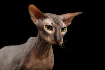 Closeup hairless Peterbald Cat with green eyes and big ears, wrinkles on neck, watching isolated black background, front view