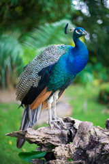 Obraz premium Peacock