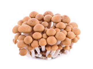 shimeji mushrooms brown varieties on white background
