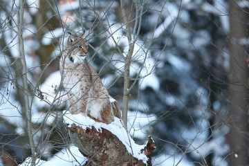 Euroasian lynx is sitting on a tree in the bavarian national park in eastern germany, european wild cats, animals in european forests, lynx lynx 