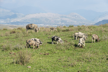 Wild pigs on a green grass