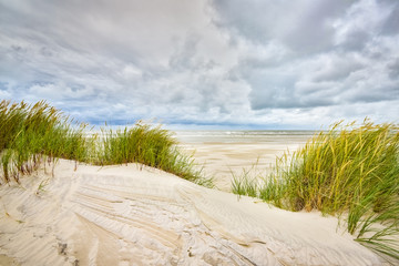 Sturm - Strandhafer auf Sanddünen im Wind, HDR