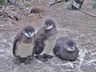 Fotobehang Three African penguins chick on the ground at Boulders Beach in Cape town, South Africa. African penguin ( Spheniscus demersus) also known as the jackass penguin and black-footed penguin. © mrnovel80