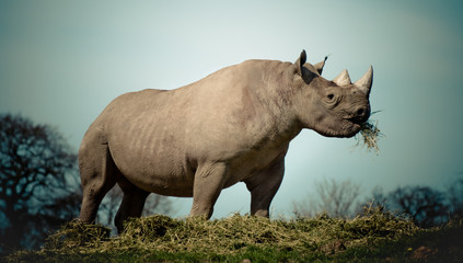 Naklejka premium Rhino