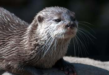 Otter
