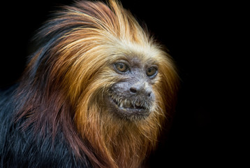 Fototapeta premium Red Titi Monkey