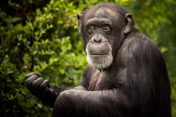 Chimpanzee - obrazy, fototapety, plakaty