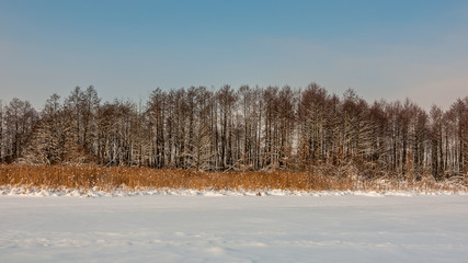 winter landscape. reed and trees. coast of the snow lake
