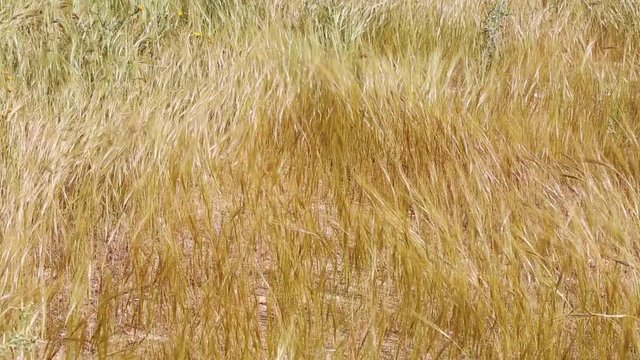 Dry grass on a wind in desert