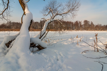winter landscape. trees and the frozen lake under snow