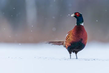 Ringneck Pheasant (Phasianus colchicus)