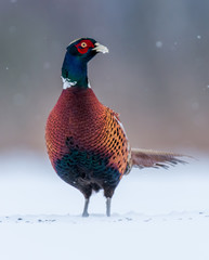 Ringneck Pheasant (Phasianus colchicus)