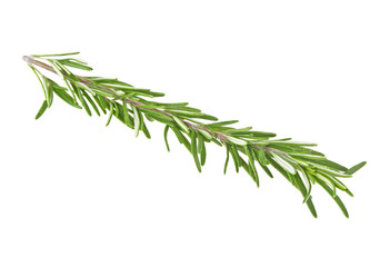 Fototapeta premium Fresh green sprig of rosemary isolated on a white background