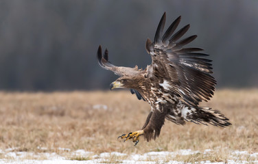 White tailed Eagle (Haliaeetus albicilla)