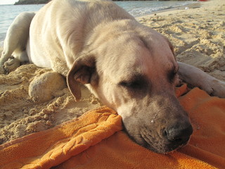 muso cane spiaggia relax