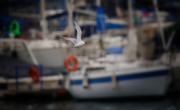 Seagull flying