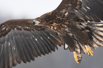 White tailed Eagle (Haliaeetus albicilla)