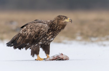 White tailed Eagle (Haliaeetus albicilla)