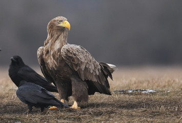 White tailed Eagle (Haliaeetus albicilla)