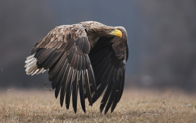 White tailed Eagle (Haliaeetus albicilla)