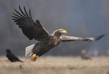 White tailed Eagle (Haliaeetus albicilla)