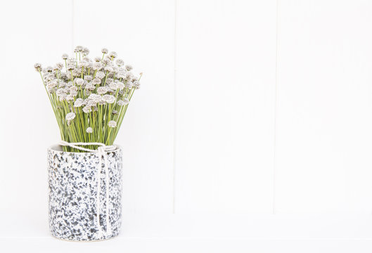 Fototapeta Gray flowers in pots on a white wall.