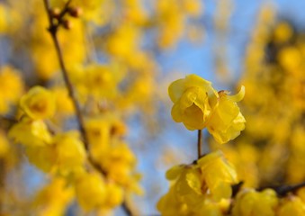 蝋梅の黄色い花が咲く