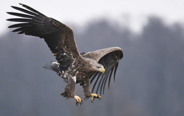 White tailed Eagle (Haliaeetus albicilla)