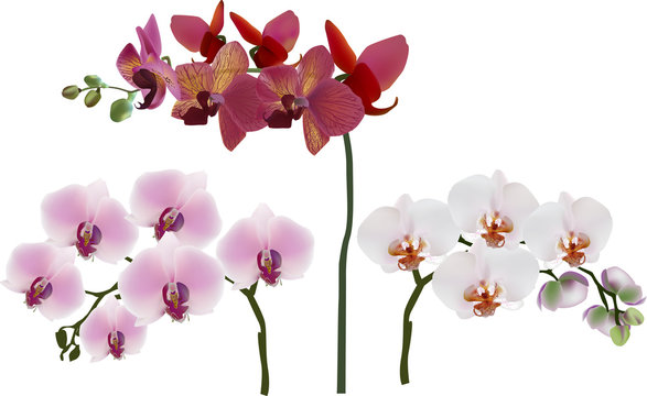  dark and light pink three orchids isolated on white
