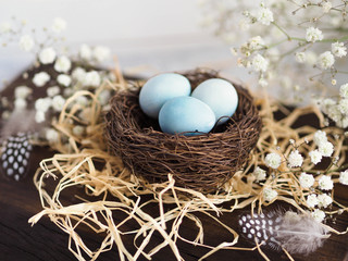 Colorful Easter Decor quail eggs with gypsophila  flowers  and bird feather in nest  on the wood dark board
