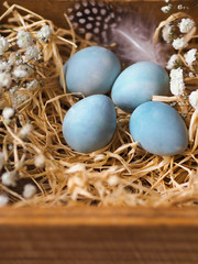 Fototapeta na wymiar Colorful Easter Decor quail eggs with gypsophila flowers and bird feather in wooden box 