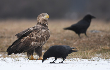 White tailed Eagle (Haliaeetus albicilla)
