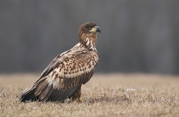 Fototapeta premium White tailed Eagle (Haliaeetus albicilla)