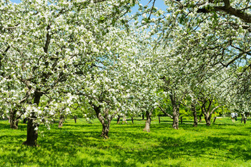 Fototapeta na wymiar Beautiful blooming of decorative white apple and fruit trees