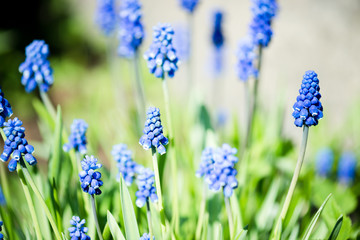 muscari flower or grape hyacinth in a defocused spring garden.