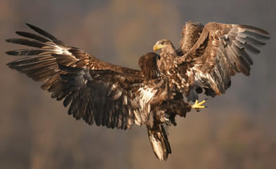 White tailed Eagle (Haliaeetus albicilla)