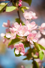Fototapeta na wymiar A blooming branch of apple tree in spring