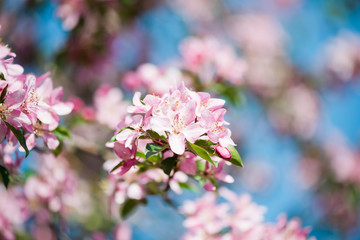 A blooming branch of apple tree in spring