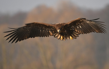 White tailed Eagle (Haliaeetus albicilla)