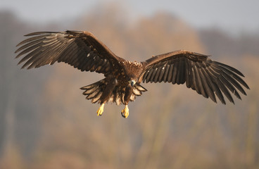 White tailed Eagle (Haliaeetus albicilla)