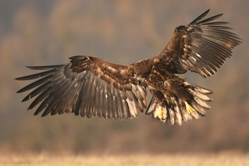 White tailed Eagle (Haliaeetus albicilla)