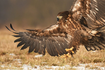 White tailed Eagle (Haliaeetus albicilla)