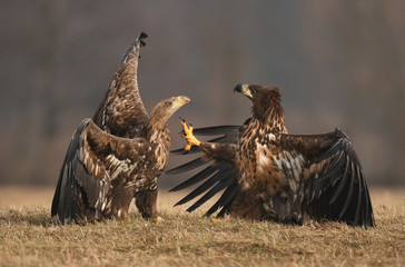 White tailed Eagle (Haliaeetus albicilla)